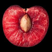 bustedcherry avatar